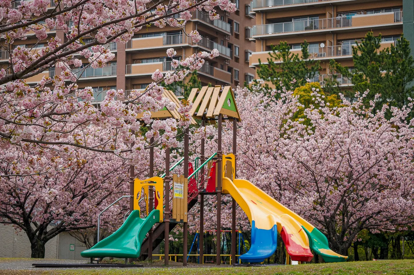 The leafy outdoor area of the kindergarten